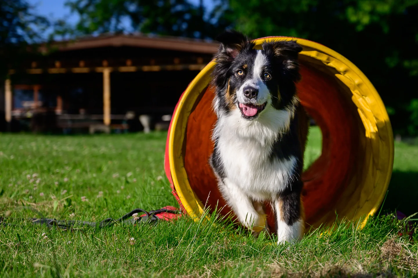 Ein Hund läuft aus einem gelben Agilitytunnel auf eine Wiese