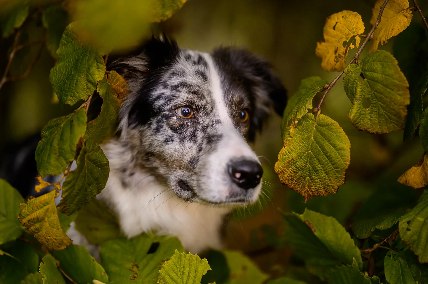 Ein aufmerksamer Hund blickt zwischen goldenen Herbstblättern hervor