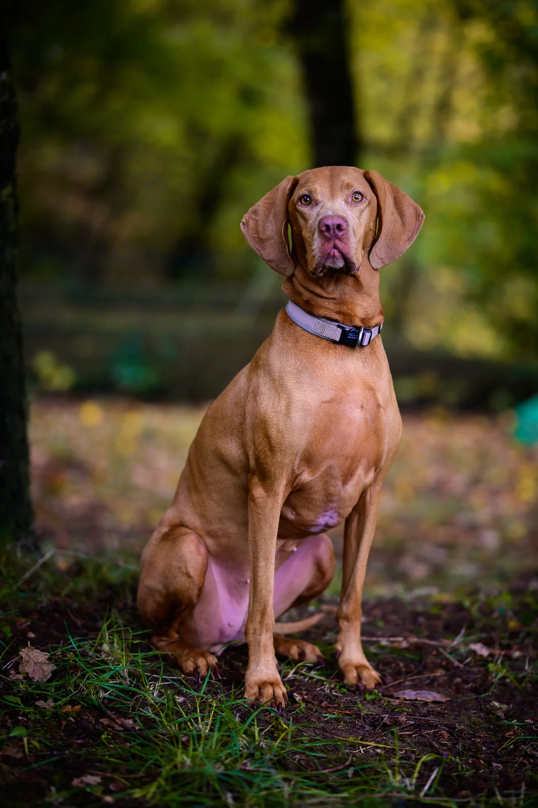 Ein brauner Hund sitzt aufmerksam in einer ruhigen Waldlichtung